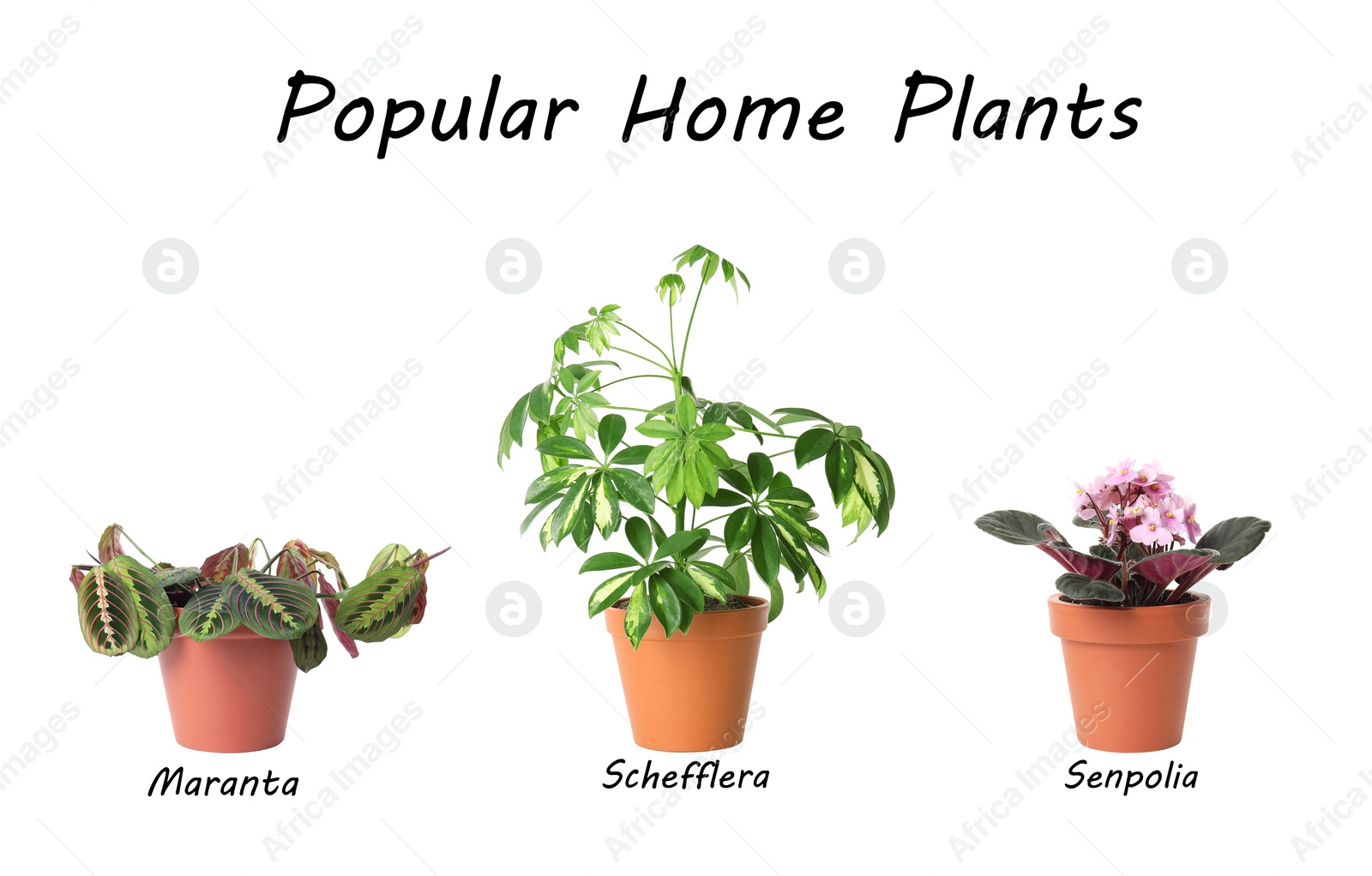 Image of Set of popular house plants on white background