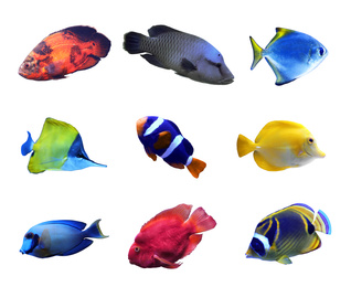 Set of different bright tropical fishes on white background