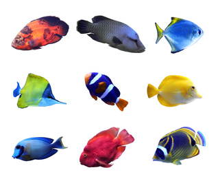 Image of Set of different bright tropical fishes on white background