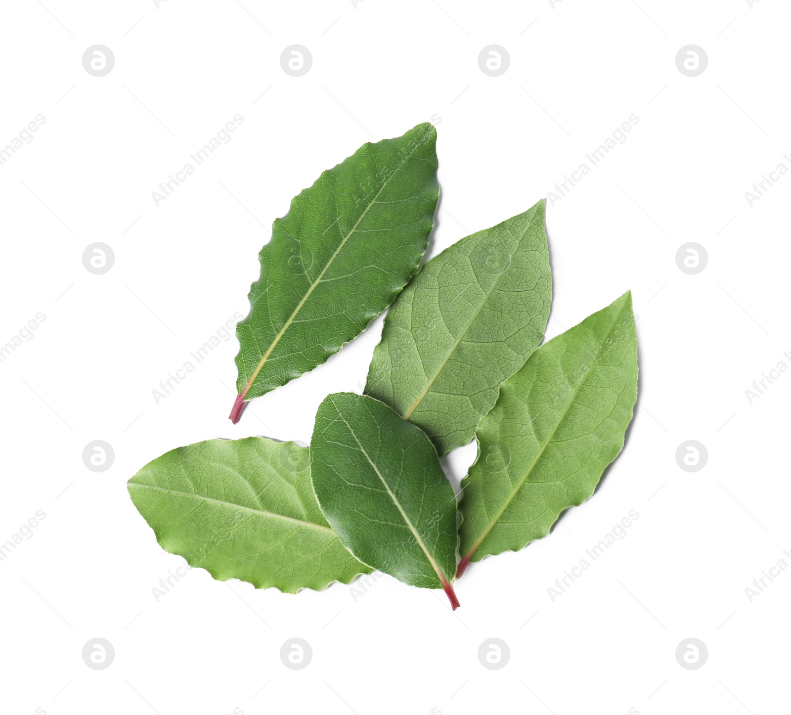 Photo of Fresh bay leaves isolated on white, top view