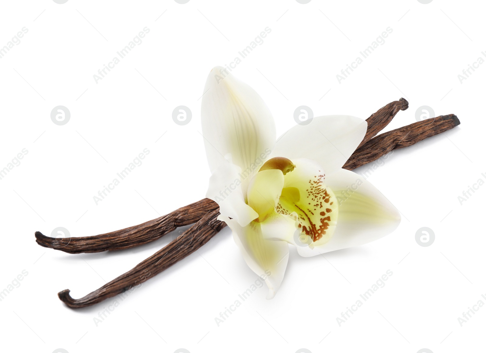 Image of Dried aromatic vanilla sticks and beautiful flower on white background