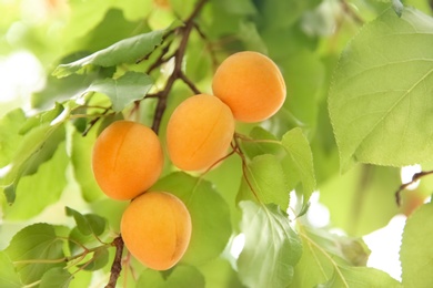 Photo of Delicious ripe apricots on tree outdoors, closeup