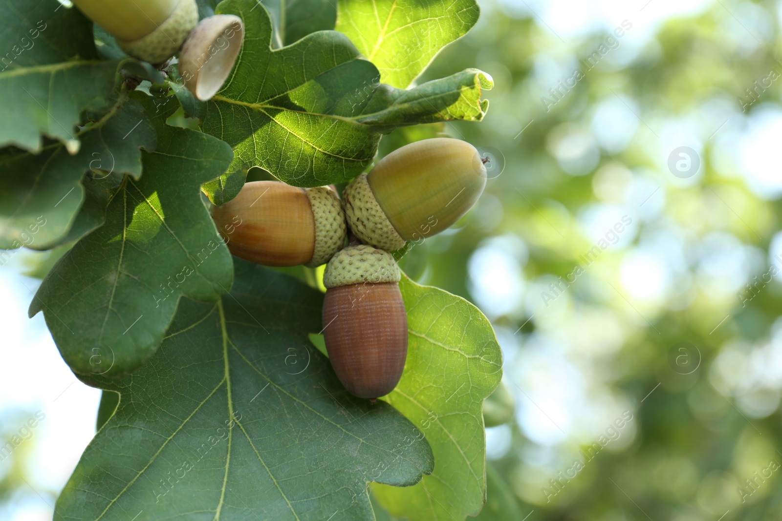 Photo of Closeup view of oak with green leaves and acorns outdoors