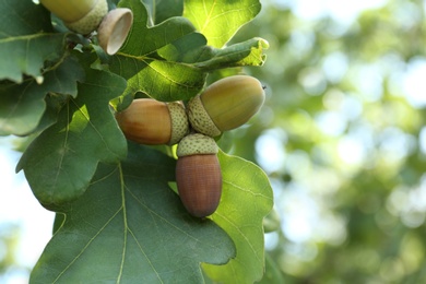 Closeup view of oak with green leaves and acorns outdoors