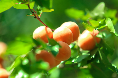 Photo of Delicious ripe apricots on tree outdoors, closeup