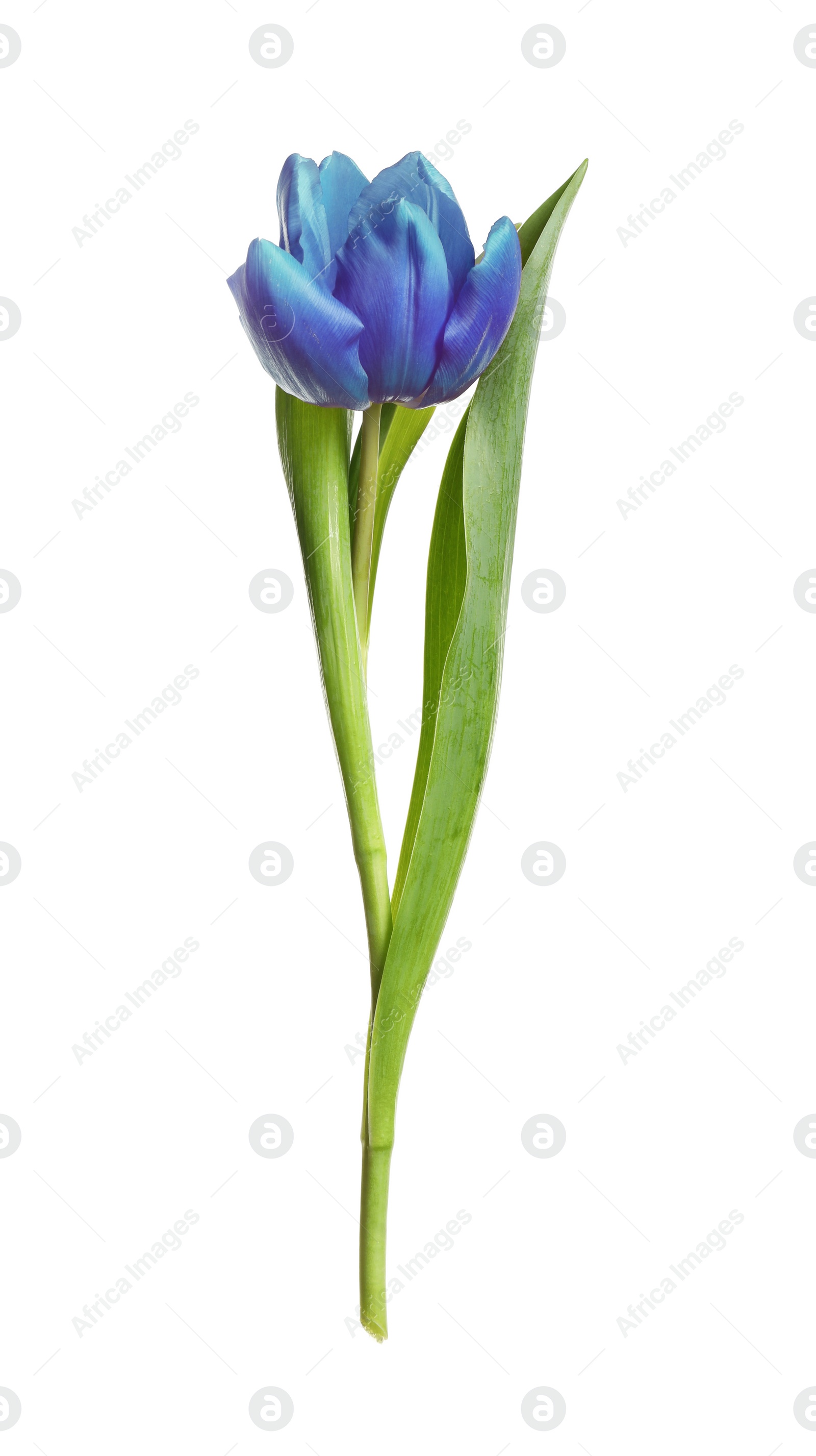 Image of Beautiful blue tulip isolated on white. Bright flower