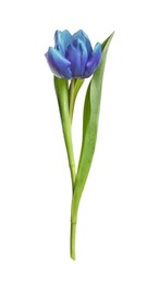 Image of Beautiful blue tulip isolated on white. Bright flower