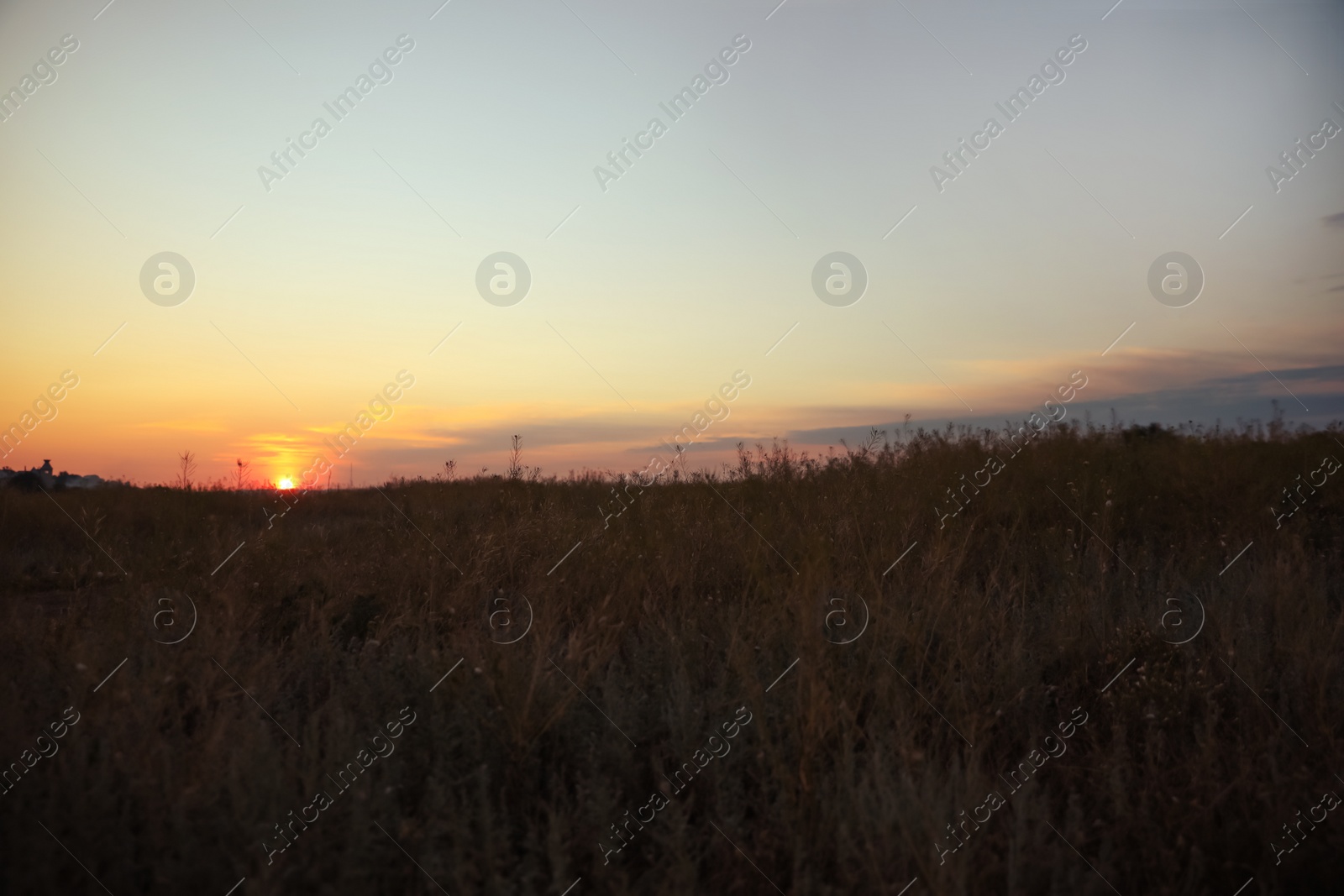 Photo of Beautiful view of field at sunrise. Early morning landscape