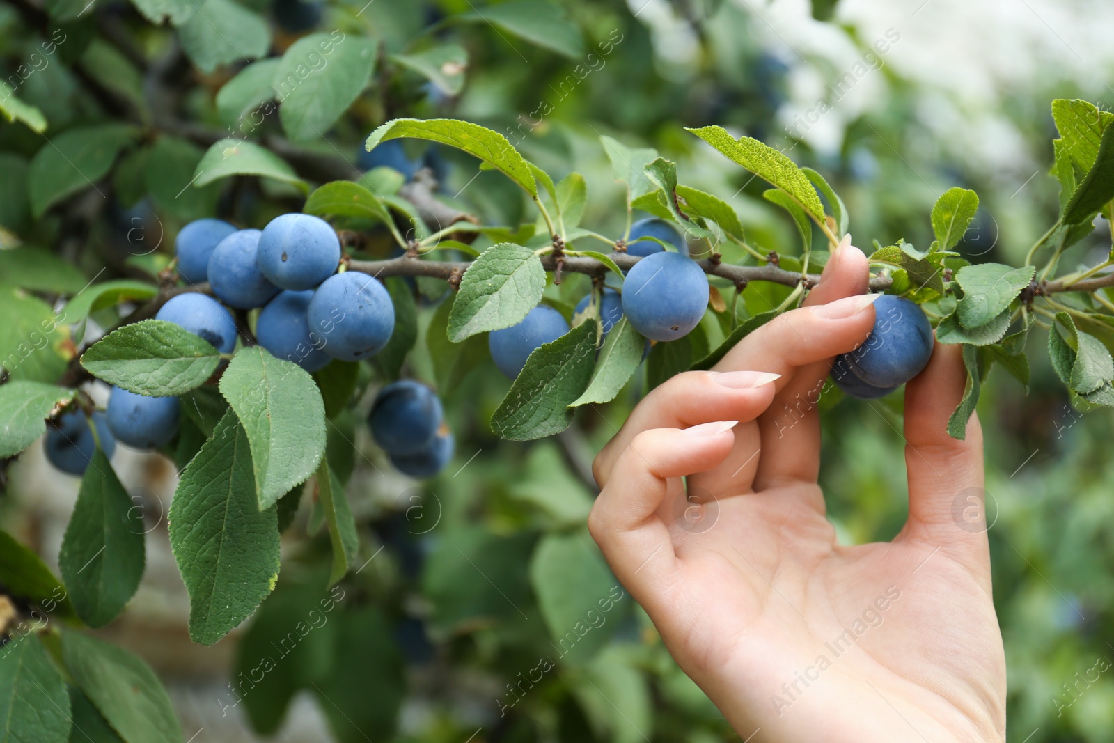 Photo of Woman picking sloe berries off bush outdoors, closeup