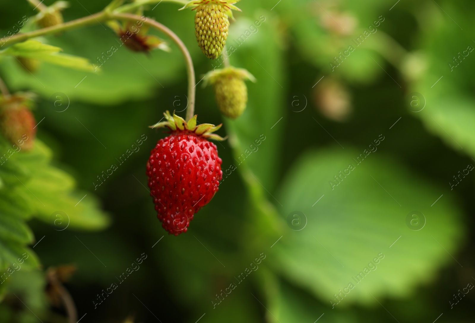 Photo of Small wild strawberries growing outdoors, space for text. Seasonal berries