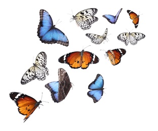 Image of Amazing plain tiger, common morpho and rice paper butterflies flying on white background