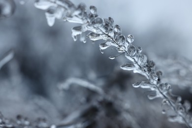 Photo of Plant in ice glaze outdoors on winter day, closeup