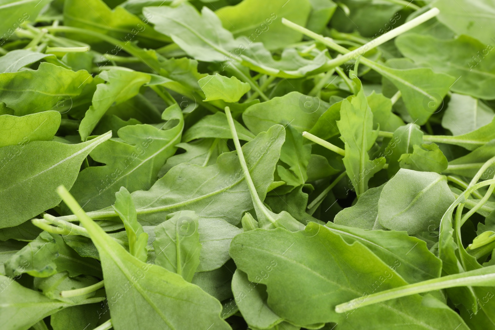 Photo of Many fresh arugula leaves as background, closeup