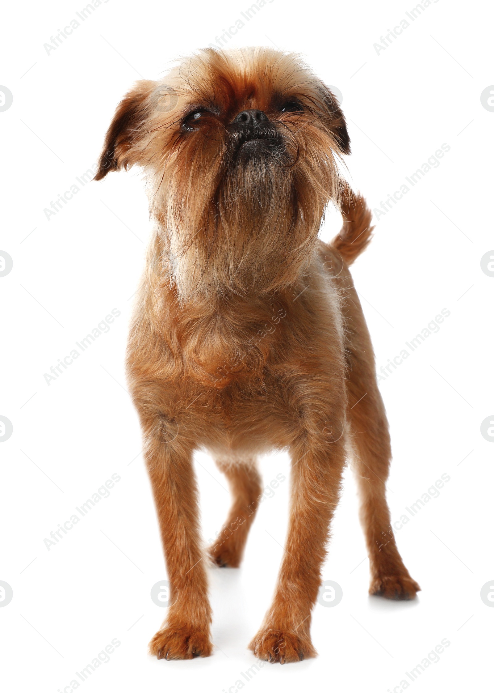 Photo of Studio portrait of funny Brussels Griffon dog on white background