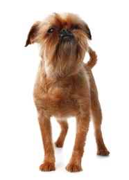 Photo of Studio portrait of funny Brussels Griffon dog on white background