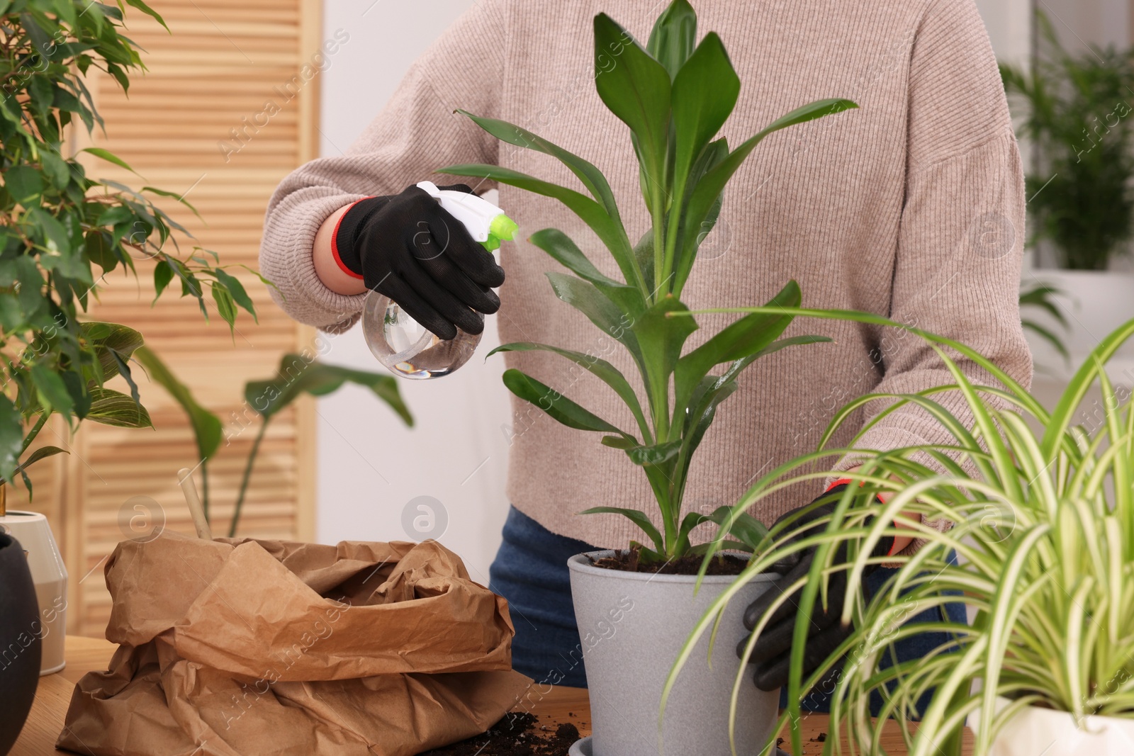 Photo of Woman spraying houseplants with water after transplanting at wooden table indoors, closeup