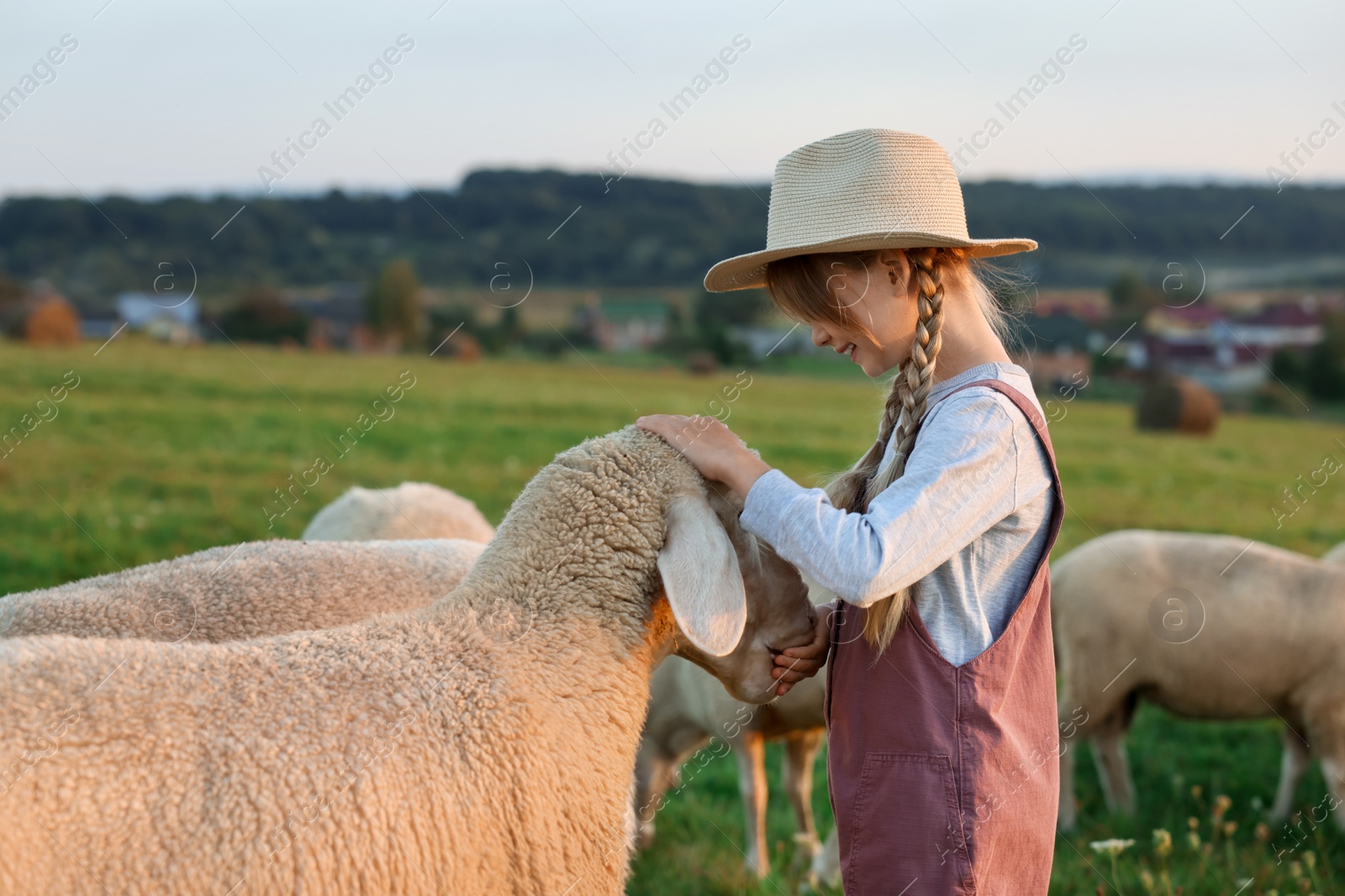 Photo of Girl feeding sheep on pasture. Farm animals