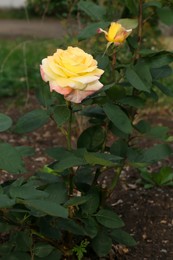 Photo of Beautiful blooming yellow rose growing in garden