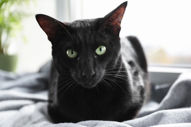 Photo of Adorable black cat with green eyes resting on blanket near window, closeup. Lovely pet