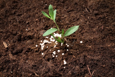 Photo of Green plant in soil with chemical fertilizer. Gardening season