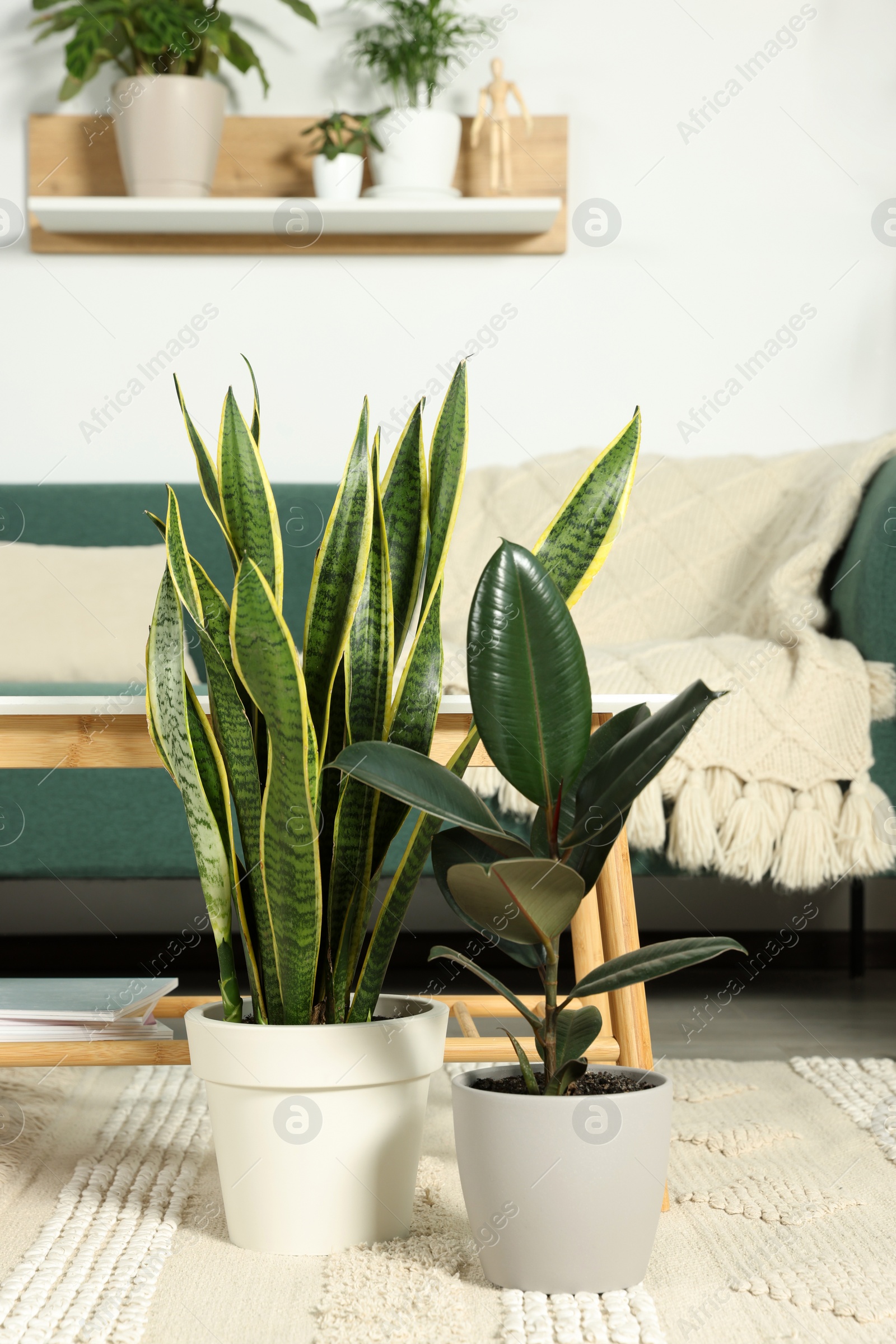 Photo of Beautiful potted green plants in room. House decor