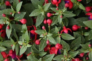 Photo of Closeup view of beautiful pink flowers. Potted plant