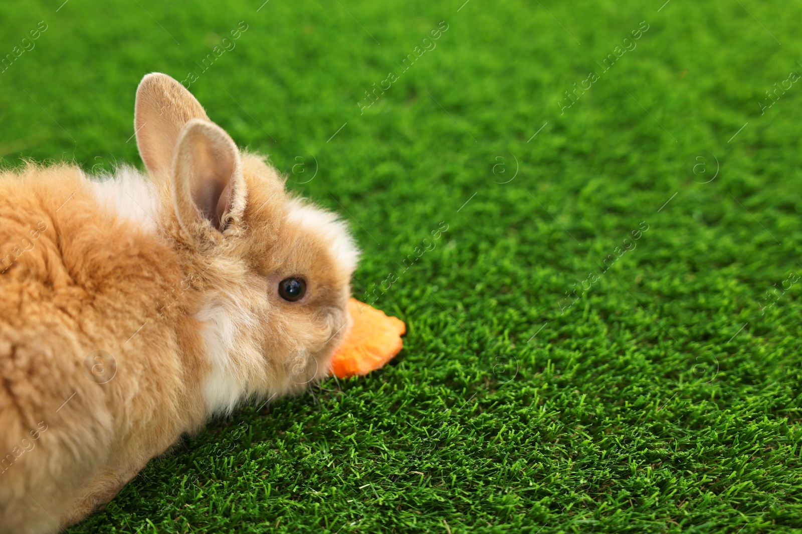 Photo of Cute little rabbit on grass. Space for text