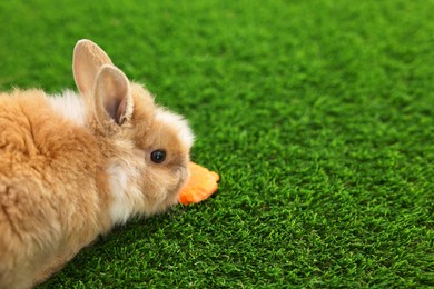 Photo of Cute little rabbit on grass. Space for text