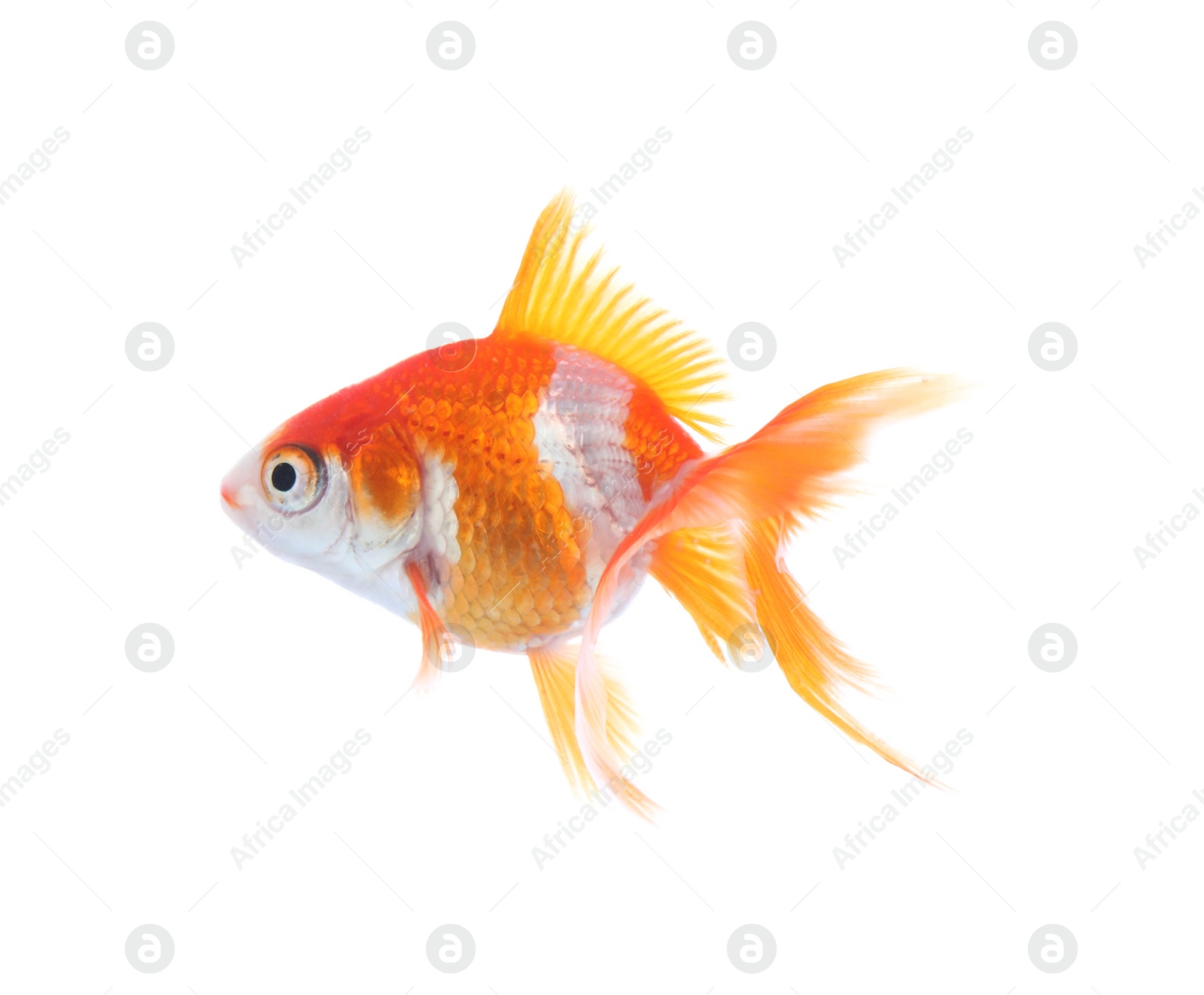 Photo of Beautiful bright small goldfish isolated on white