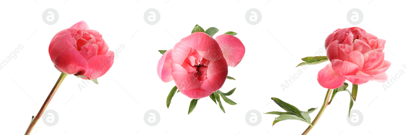 Image of Set of beautiful coral peony flowers on white background. Banner design