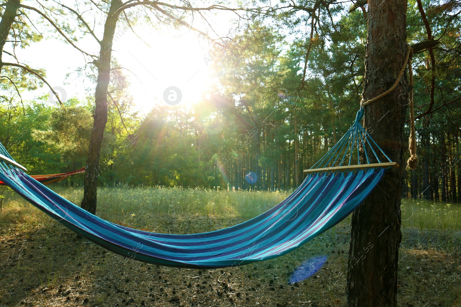 Photo of Empty comfortable blue hammock hanging in forest