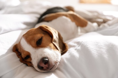 Photo of Cute Beagle puppy sleeping on bed. Adorable pet