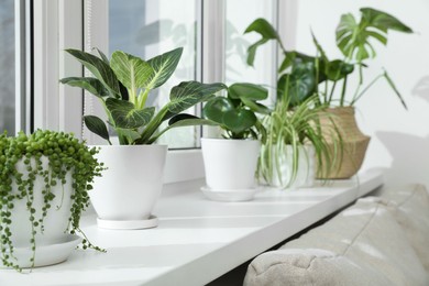 Photo of Many beautiful potted houseplants growing on windowsill indoors