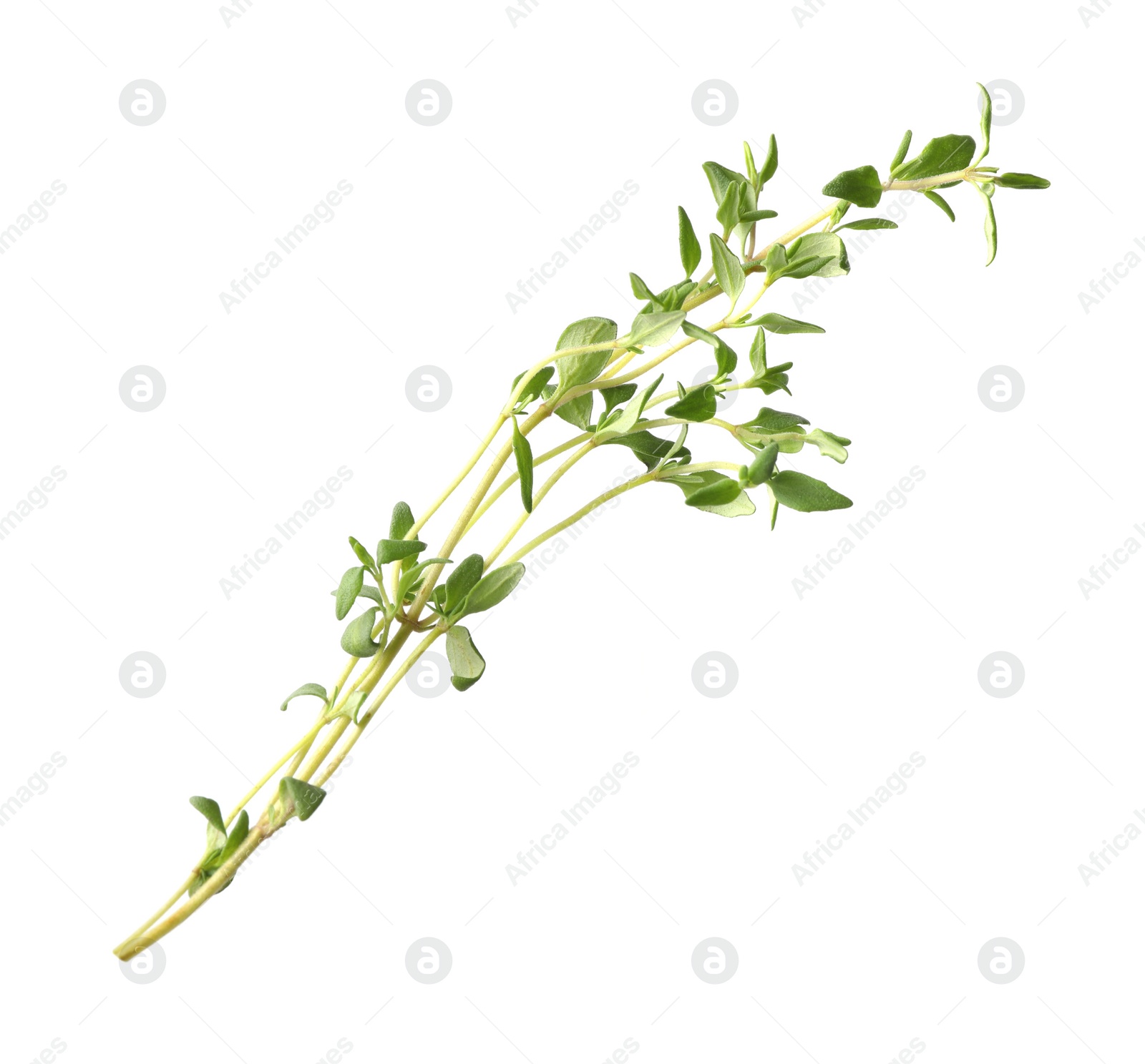 Photo of Aromatic fresh green thyme isolated on white