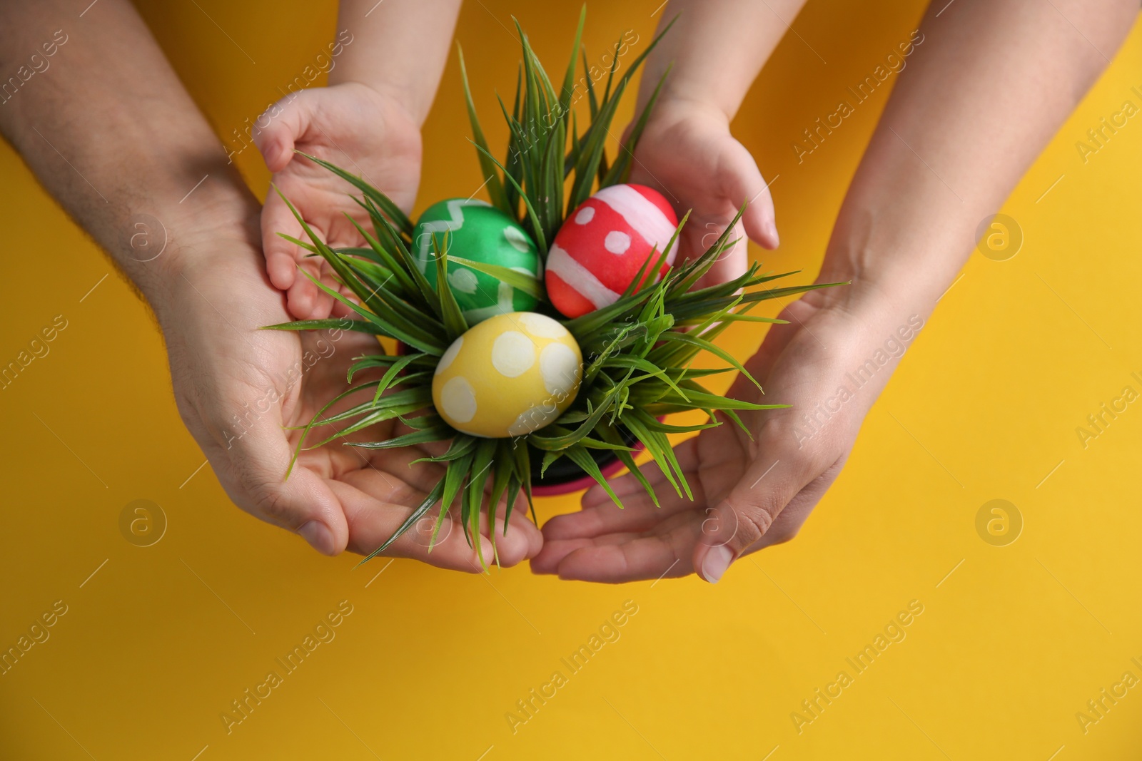 Photo of Family with composition of plant and Easter eggs on color background, top view