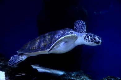 Photo of Beautiful turtle swimming in clear aquarium water