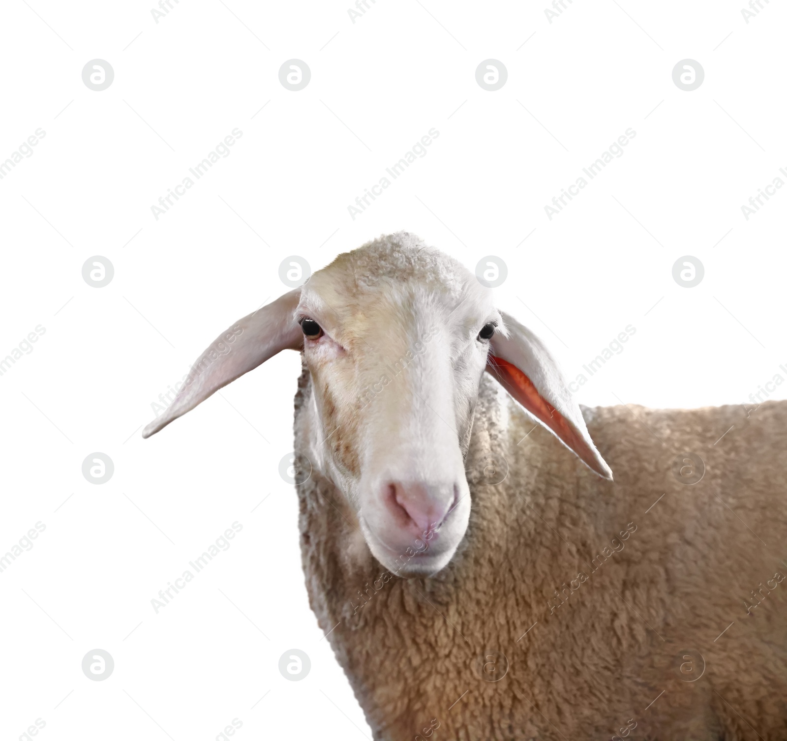 Image of Cute sheep isolated on white. Farm animal