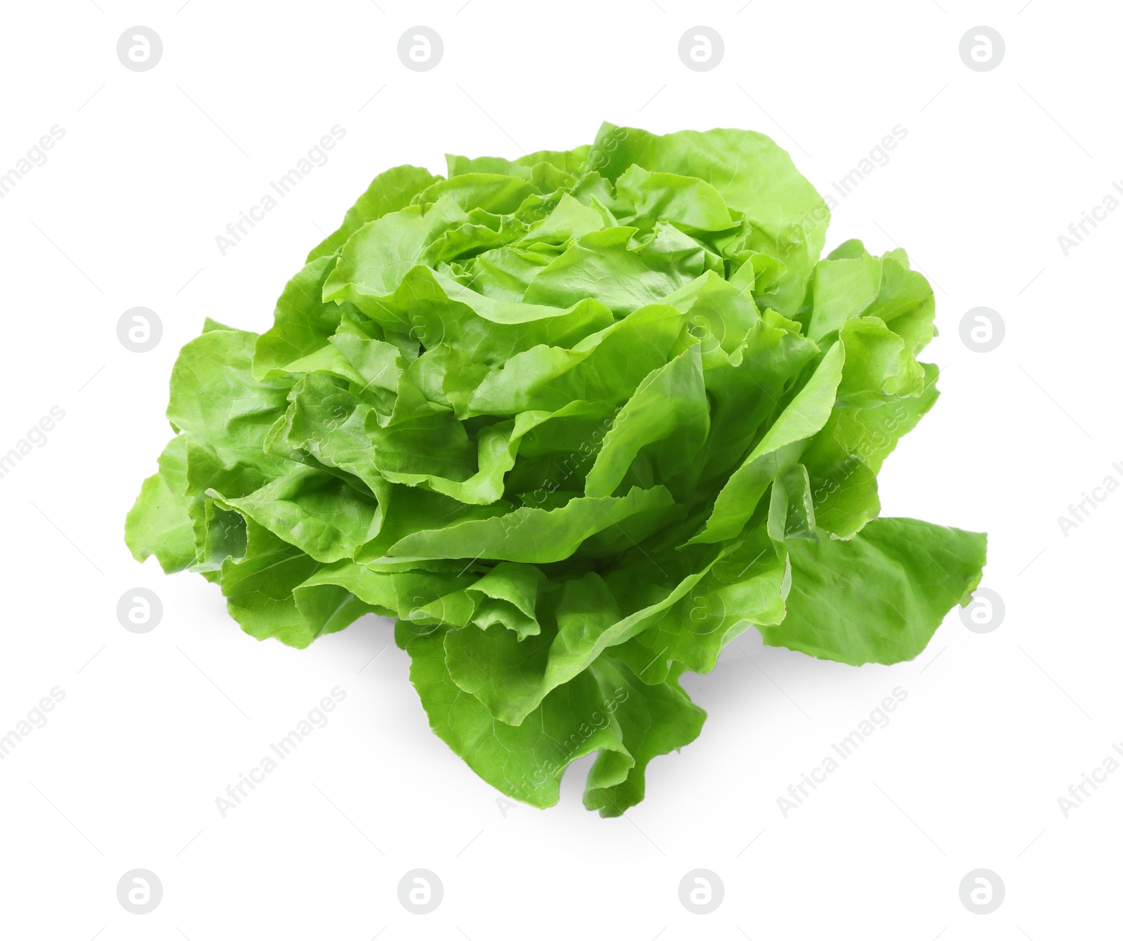 Photo of Fresh green butter lettuce head isolated on white