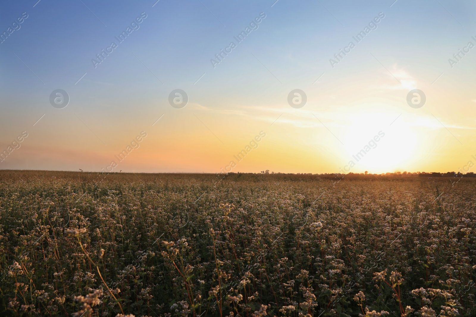 Photo of Beautiful view of buckwheat field at sunset