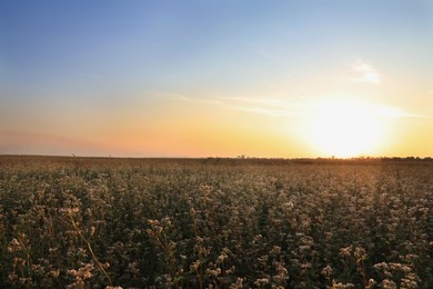 Photo of Beautiful view of buckwheat field at sunset