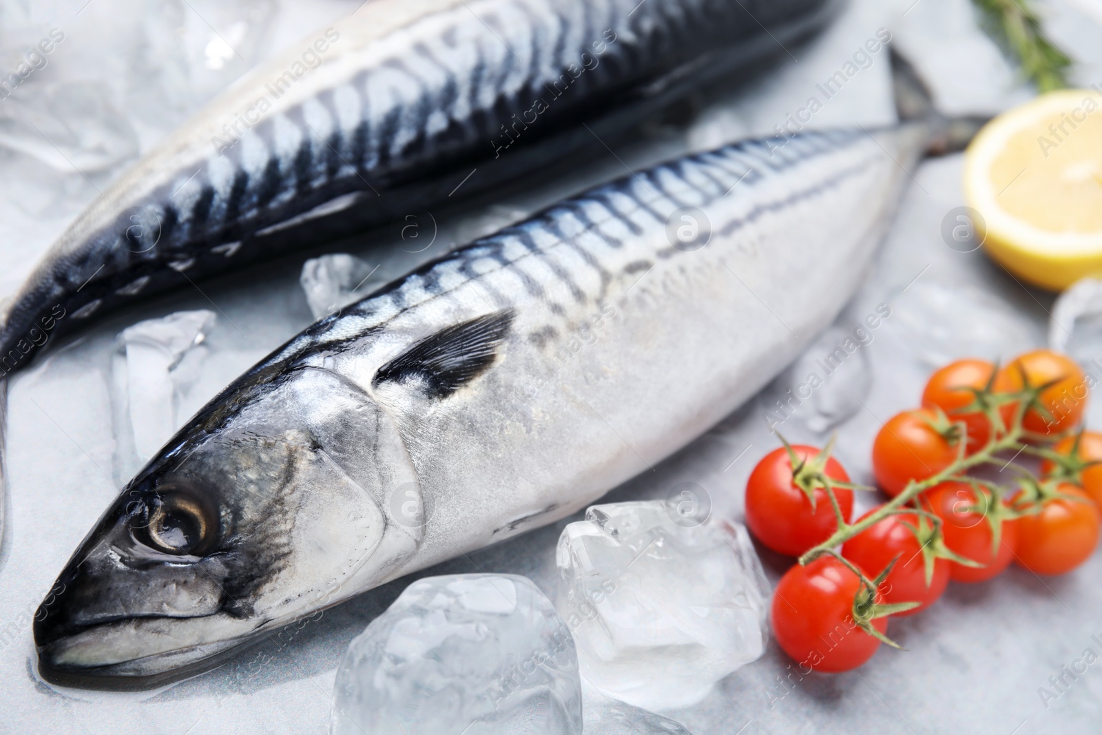 Photo of Raw mackerel, tomatoes and ice on light gray table, closeup