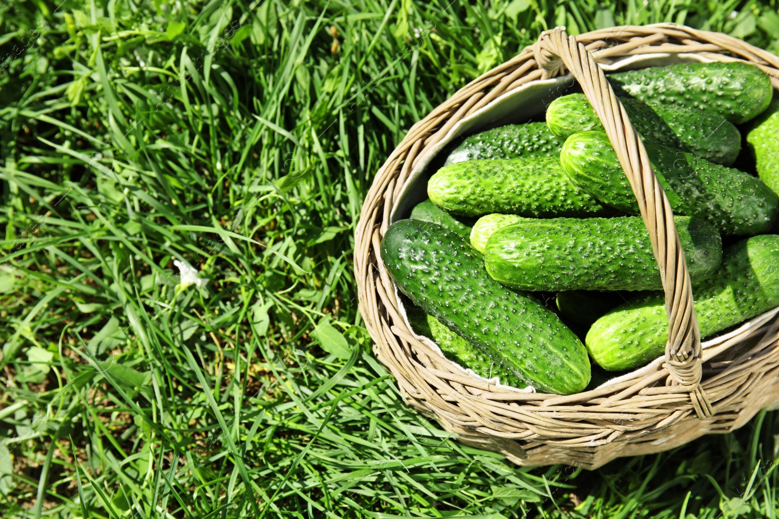 Photo of Wicker basket with ripe fresh cucumbers on green grass