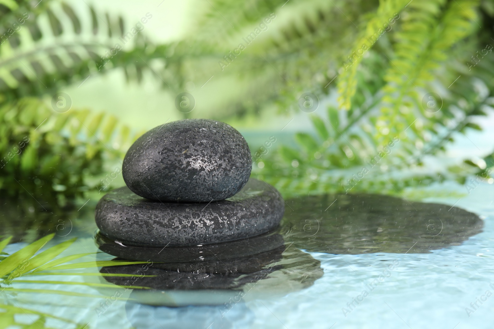 Photo of Wet spa stones and palm leaves in water on light blue background. Space for text