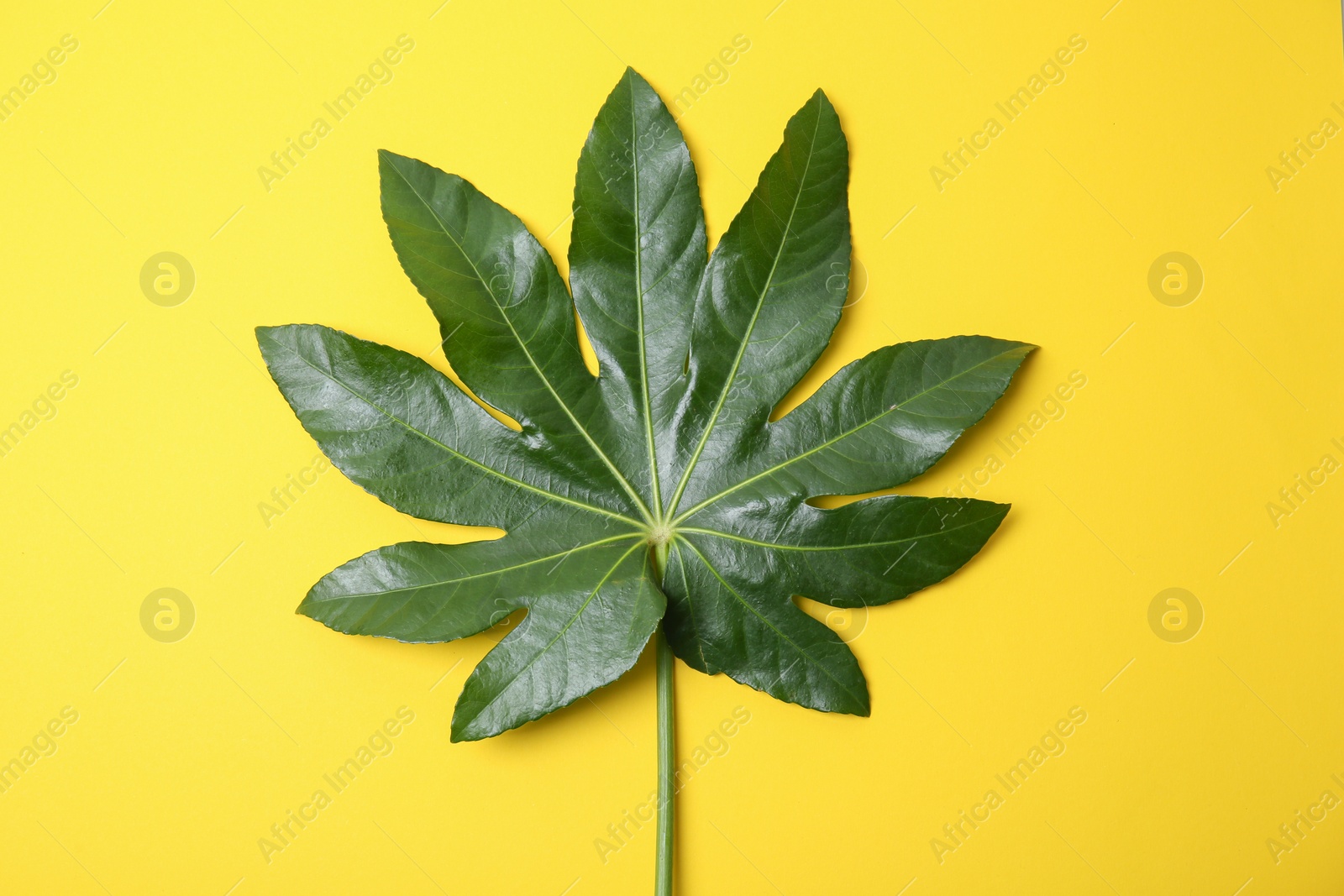 Photo of Big tropical leaf on color background