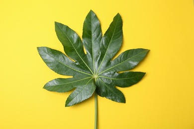 Photo of Big tropical leaf on color background