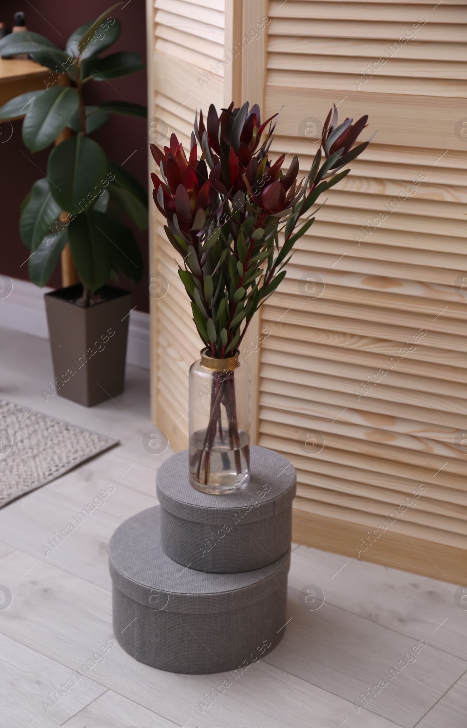 Photo of Beautiful protea plant near wooden folding screen in room