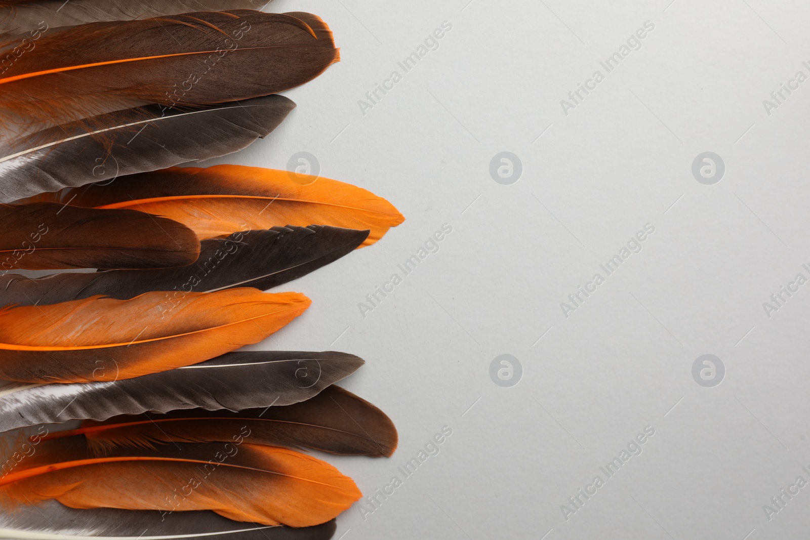 Photo of Many different bird feathers on white background, flat lay. Space for text