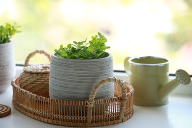 Aromatic potted oregano and stylish watering can on window sill indoors