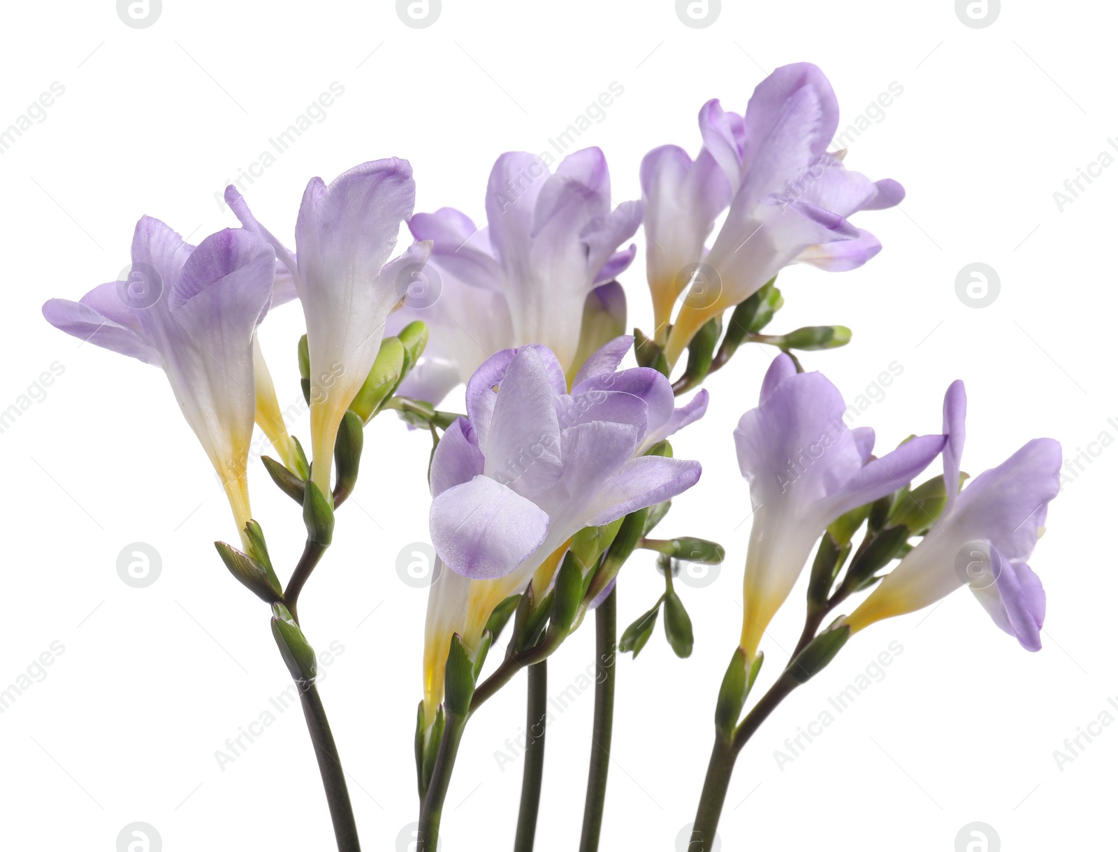 Photo of Beautiful violet freesia flowers isolated on white