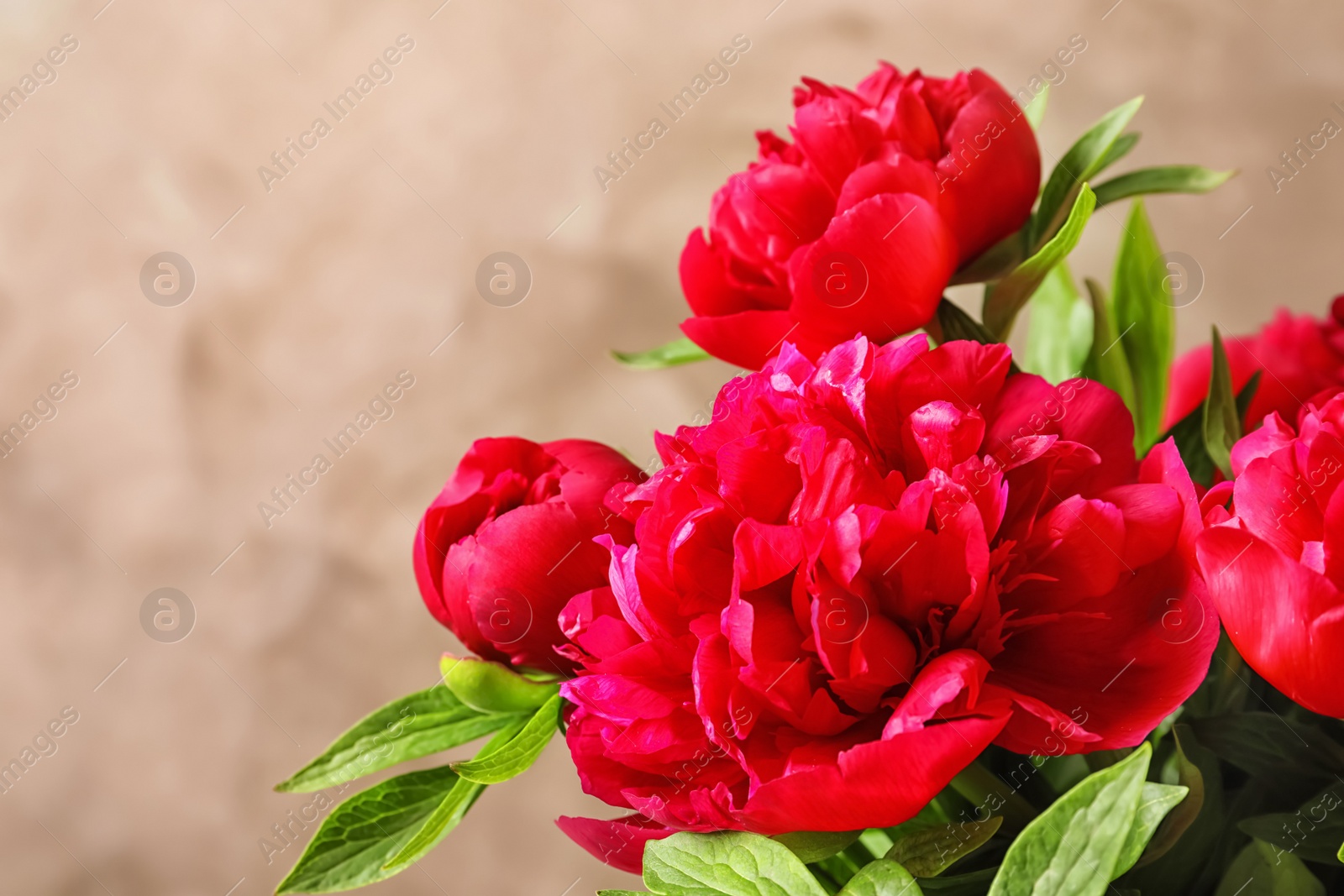 Photo of Beautiful blooming peony flowers on light background